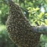 recupere-gratuitement-les-essaims-d-abeilles