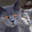 superbes-chatons-chartreux-l-oof
