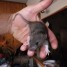 rats-sevres-juveniles