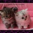naissances-de-chatons-persans