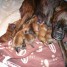 a-reserver-chiots-boxer
