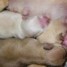 superbes-chiots-chihuahuas-pure-race-taille-standard-lof