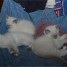 a-reserver-chatons-type-ragdoll