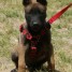 elevage-de-malinois-lof