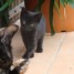 donne-adorable-petit-chaton-noir-de-2-mois