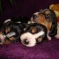 bebes-bassets-hound-tricolores-lof