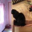 donne-chatte-noire-angora