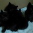 donne-chatons-noirs-males-europeen