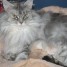 maine-coon-avendre