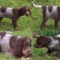 a-vendre-chiots-types-epagneul-picard-lof