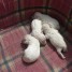 chiots-caniches-toys-blancs