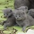 areserver-adorables-chatons-type-chartreux