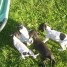 chiot-pointer-anglais-male-au-lof