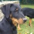 chiot-beauceron-male