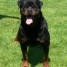 chiots-rottweiler-lof-a-reserver-issus-elevage-familiale