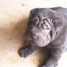 a-vendre-chiot-type-sharpei