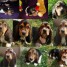 chiot-basset-hound-male-tricolore-lof