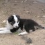 2-chiots-type-border-collie