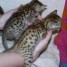 chaton-type-bengale-femelle-3-mois