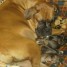 particulier-vends-chiots-boxer