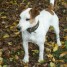 saillie-jack-russel-terrier