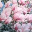 lot-de-8-graines-de-magnolia-grandiflora-a-semer-en-novembre