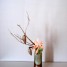 ikebana-provence-verte-ikebana-art-floral-japonais-var