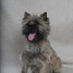 chiots-cairn-terrier-au-lof