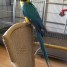 perroquet-jaune-et-bleu-cage