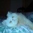 chat-persan-blanc-male-contre-bon-soins