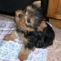 chiots-type-yorkshire-terrier