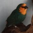oiseaux-exotiques-becs-droit-pape-de-noumea