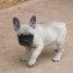 chiots-bouledogue-francais-lof