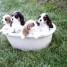 magnifique-chiots-cavaliers-king-charles