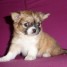 chiots-femelles-type-chihuahua-a-poils-long