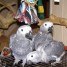 bebe-perroquets-gris-du-gabon