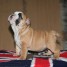 dispo-chiots-bulldog-anglais-lof