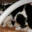 perdu-chatte-noire-et-blanche-dans-le-finistere-aout-2011