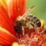 l-abeille-une-incontournable-en-ecologie
