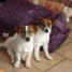 chiots-jack-russell