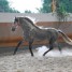 cheval-pure-race-espagnol-de-4-ans-et-demi