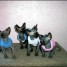 trois-chatons-sphynx-a-vendre