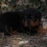 chiot-rottweiler-lof-femelle-issue-delevage-familliale