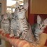 quatre-chatons-type-mau-egyptien-non-loof