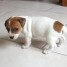 2-chiots-jack-russel