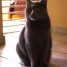 vends-chartreux-chatons