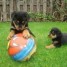2-chiots-rottweilers
