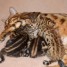 chatons-bengal-male-et-femelle-disponibles