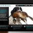anim-o-design-creation-de-sites-web-animaliers