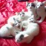 chatons-tout-mignons-a-donner